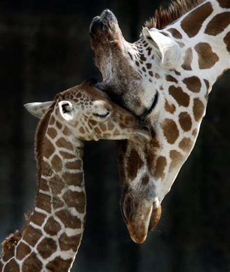 Mom Giraffe and baby - Giraffes Photo (28798810) - Fanpop