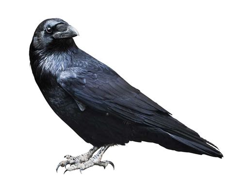 Raven definition and meaning | Collins English Dictionary