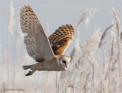 Barn Owls in Flight – Feathered Photography