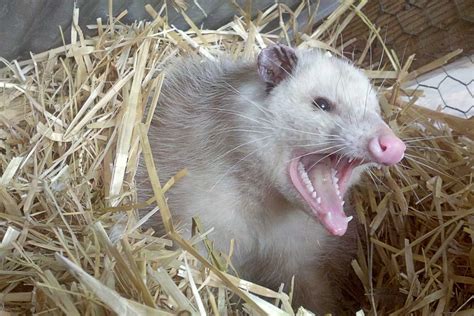 So, Are Opossums Dangerous?