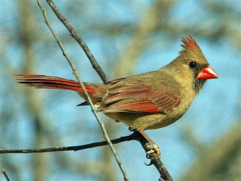 Cardinalidae Bird Index - Cardinals And Allies