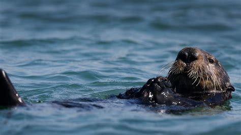 California wildlife officials try to capture sea otter that harassed surfers | Fox News