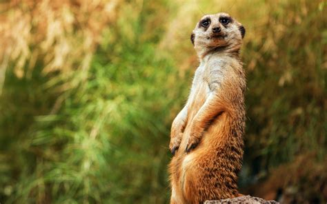 Wallpaper Meerkat, lustig, sitzend HD: Widescreen: High Definition: Vollbild