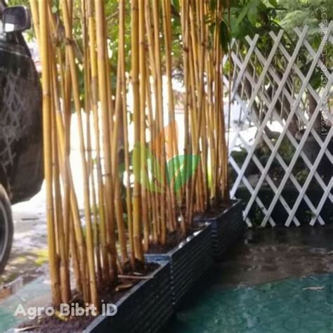 Jual Tanaman Bambu Hias Kuning | Agro Bibit ID