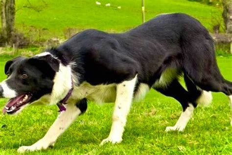 1 Registered Border Collie (Female) | SellMyLivestock - The Online Livestock Marketplace