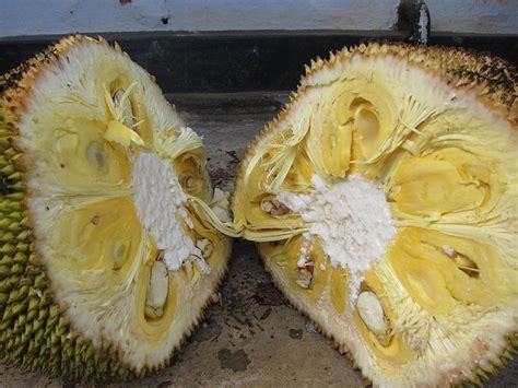 Jackfruit Images