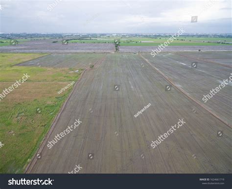 Aerial View Flying Drone Field Rice Stock Photo 1624661719 | Shutterstock