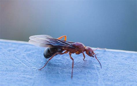 Small Flying Ants In House | Psoriasisguru.com