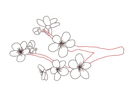 Cherry Blossom Drawing Outline