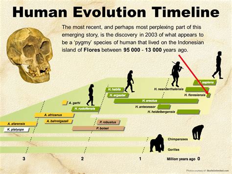 Afbeeldingsresultaat voor human evolution timeline | Human evolution, Evolution, Human species