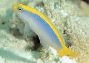 Sunrise Dottyback