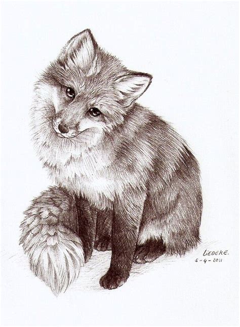 How To Draw A Realistic Fox