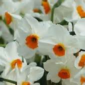 Narcissus