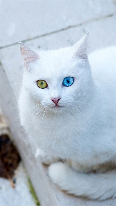 White Cat iPhone Wallpapers - Top Free White Cat iPhone Backgrounds - WallpaperAccess