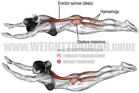 Superman exercise instructions and video | Weight Training Guide