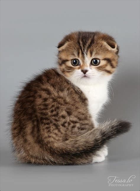 The Scottish Fold | Kittens Whiskers