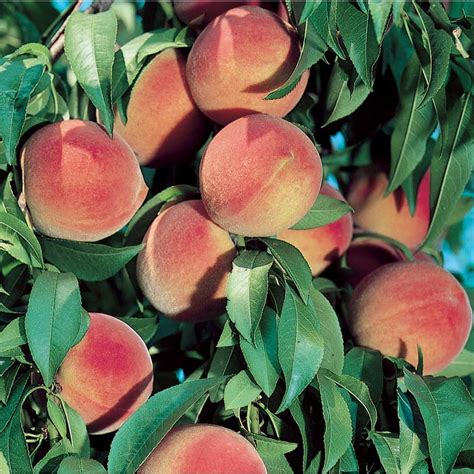 3.25-Gallon Dwarf Peach Tree (L5481) at Lowes.com