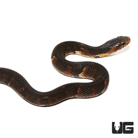 Baby Broad Banded Water Snake For Sale - Underground Reptiles