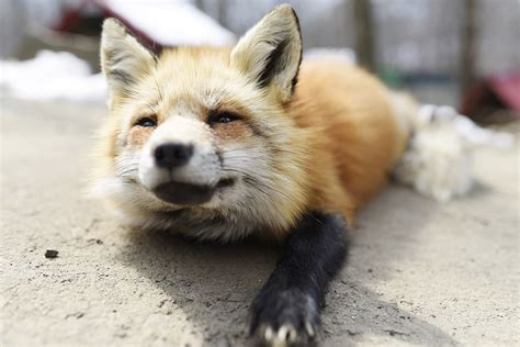 Fox Village in Japan - Surround Yourself in Cuteness — This Life Of Travel