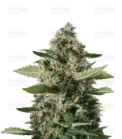 Sour Diesel feminized seeds for sale by Blimburn Seeds - Herbies Seeds