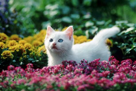 146 Flower Names For Cats