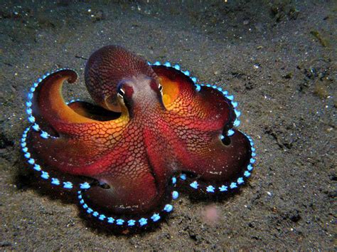 If you want to know what aliens will be like, just look at an octopus