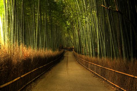 Sagano Bamboo Forest, Japan - | Amazing Places