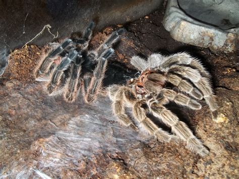 Metallman's Reverie: My Molting Tarantula