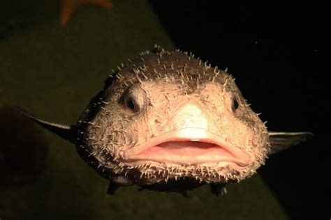 The Blobfish: Habitat and Characteristics - My Animals