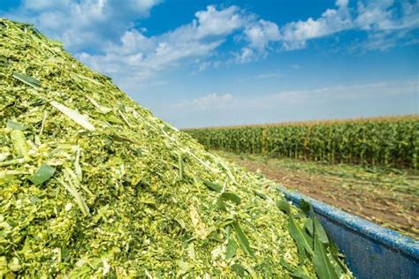 Silage-making process in Kenya without molasses, a new faster alternative