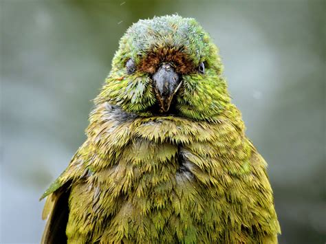 Kakapo