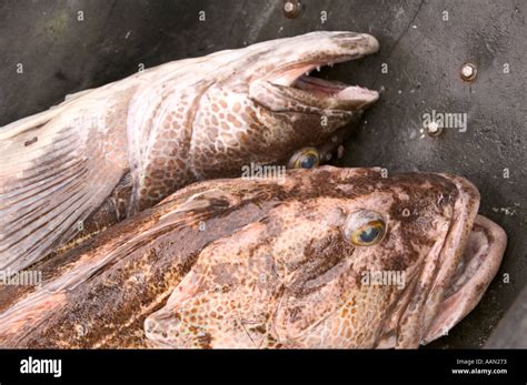 Ling cod hi-res stock photography and images - Alamy