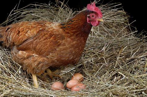 Top 10 Dual Purpose Chicken Breeds - Best for Eggs & Meat