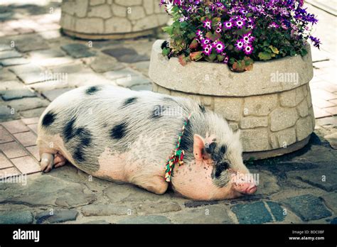 Big fat pig in the town Stock Photo - Alamy