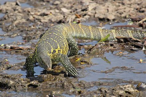 Monitor Lizard vs Gila Monster: What Are the Differences? - AZ Animals