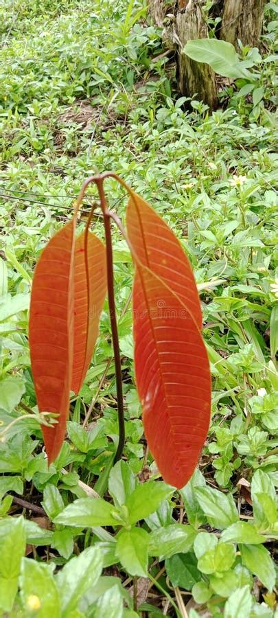 Mango Fruit Tree Seeds Grow among the Grass Stock Photo - Image of grass, mango: 284387818