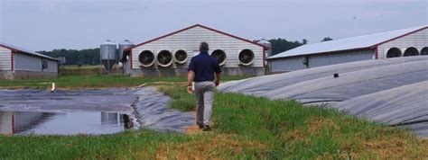 Using biogas to clear the air near hog farms - EHN