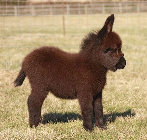 These 25+ Cute Baby Donkeys Are Everything You Need To See Today ...