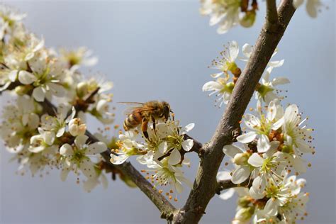 Blossoms Honey Bee Pollination - Free photo on Pixabay - Pixabay