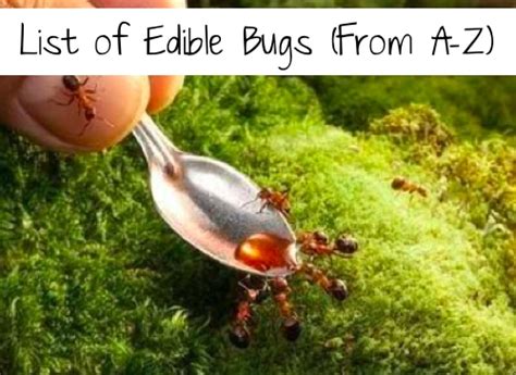 List Of Edible Bugs (From A-Z) - Homestead & Survival