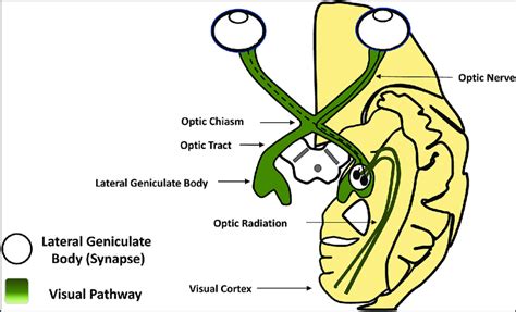 Schematic diagram, showing the visual pathway. | Download Scientific ...