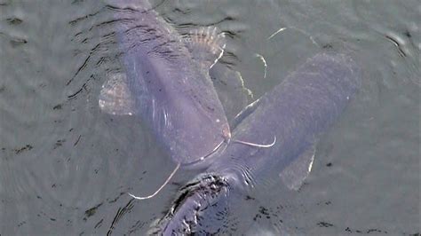 radioactive wels catfish in the cooling pond of chernobyl - YouTube