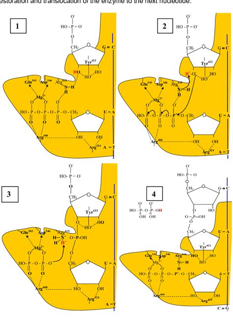 Steps (1-4) proposed for the polymerization reactions during initiation... | Download Scientific ...