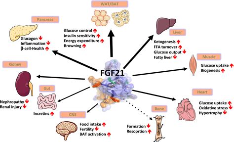 Fibroblast growth factor 21 night watch: advances and uncertainties in the field - Kharitonenkov ...