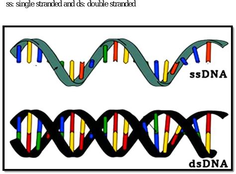 Structure of double stranded DNA and single stranded DNA