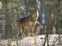 Wolves, Wolf Facts, Cougars, Cougar Facts, Coyotes, Coyote Facts - Wolves, Cougars, Coyotes ...