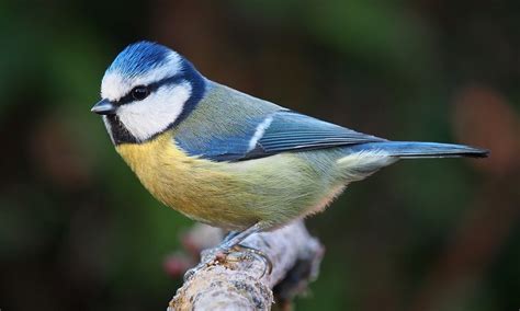 common european birds - Google Search | Birds | Pinterest | Blue tit ...