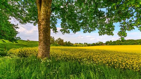 Flowering canola field - backiee