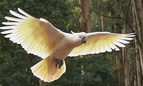 Cockatoo in flight | Konst