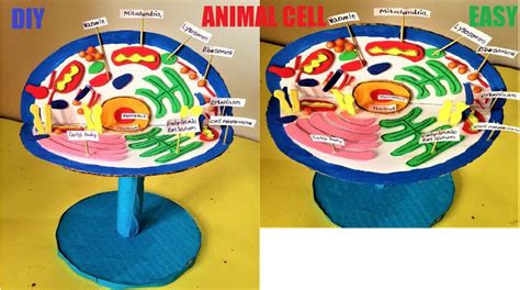 Animal Cell 3D Model for School Science Project - Science Projects | Maths TLM | English TLM ...